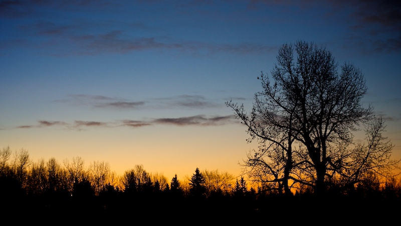big-old-poplar-at-dawn