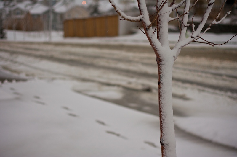 2009-03-03-slushtree