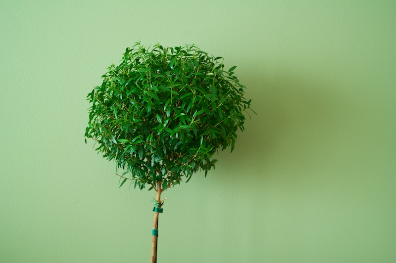 2009-03-28-green-desperation