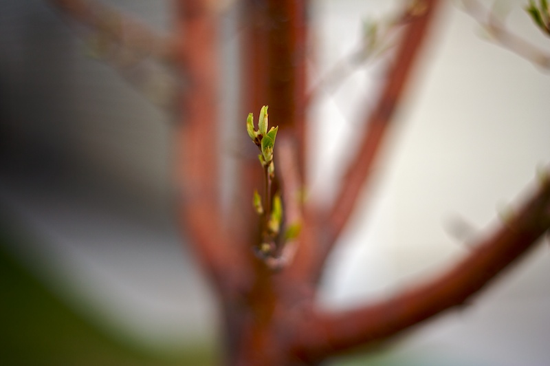 2009-05-13-hey-bud 2009-05-13-hey-bud
