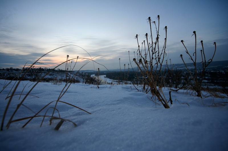 2010-01-04 - snowy stalks