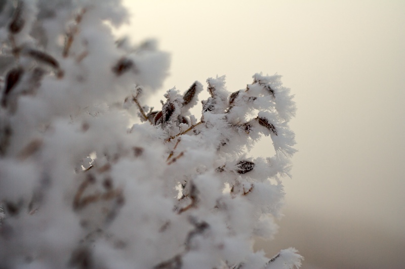 2010-02-04 - new growth