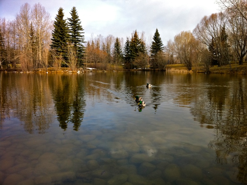 2011 04 26 spring pond