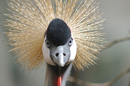 East African Crowned Crane - 2
