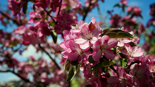 pink blossoms