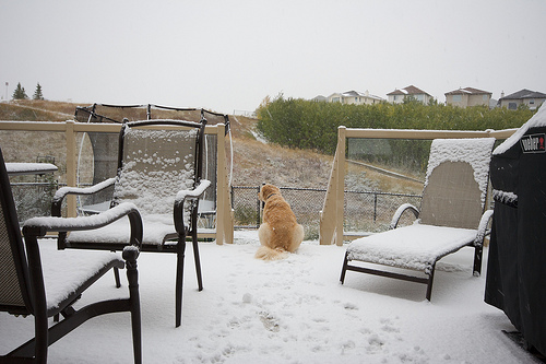 snowdog