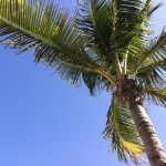fronds fronds