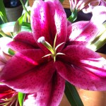 20120407-083234.jpg