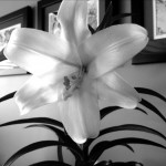 20120407-165026.jpg
