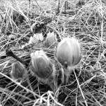 20120410-075136.jpg