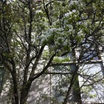 20120509-090741.jpg