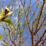 20120509-165819.jpg